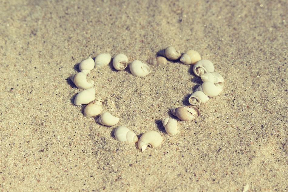 shells on The Sand Coast