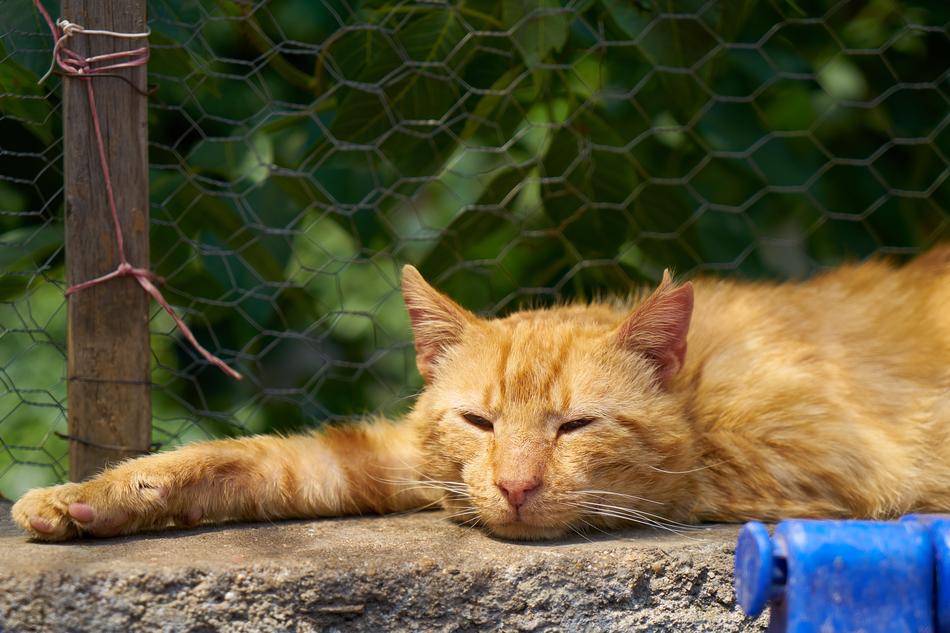 Cat Animal Yellow
