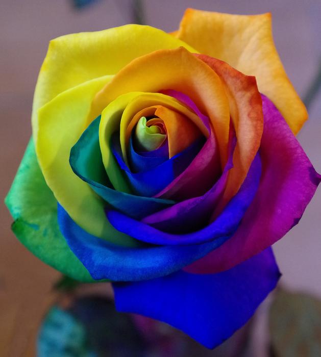 Flower Petal Rose