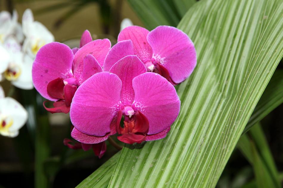 Orchid Phalaenopsis Nature