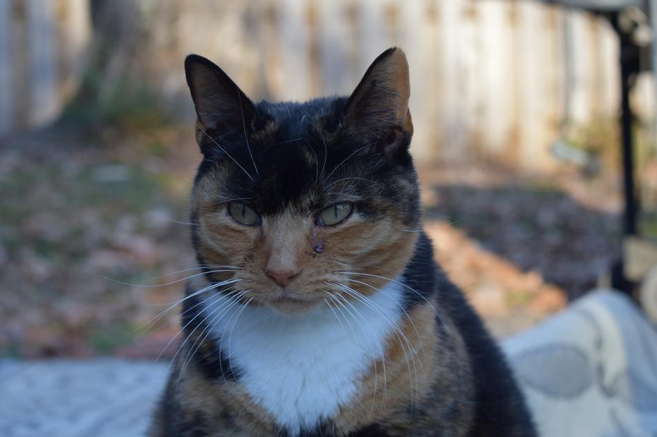 Angry Calico Cat