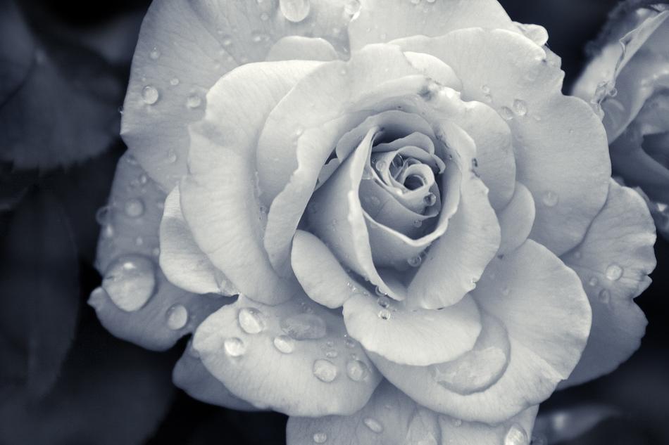 Flower Rose Nature