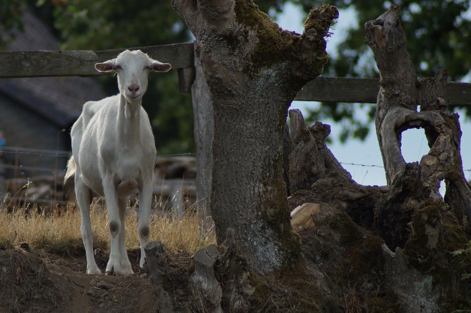 Goat Photo White