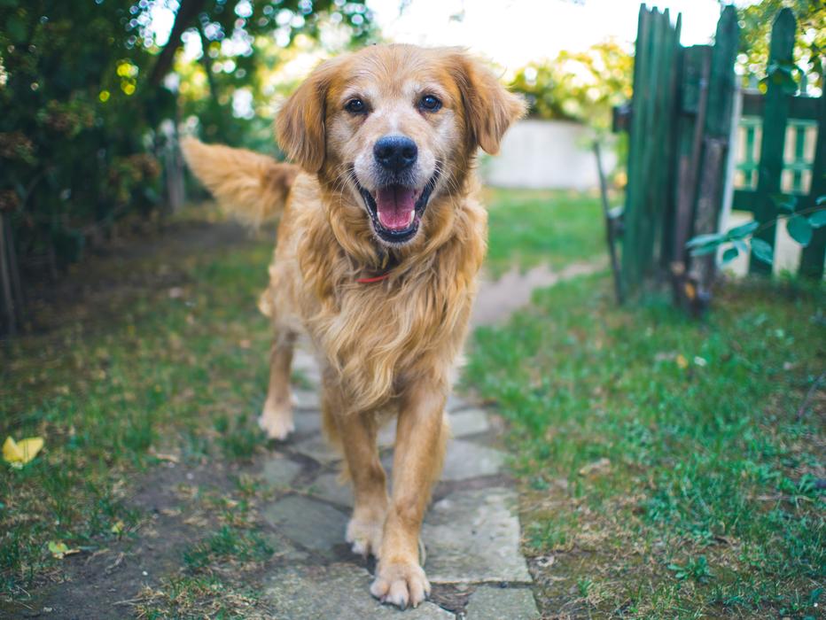 Dog Happy Cute