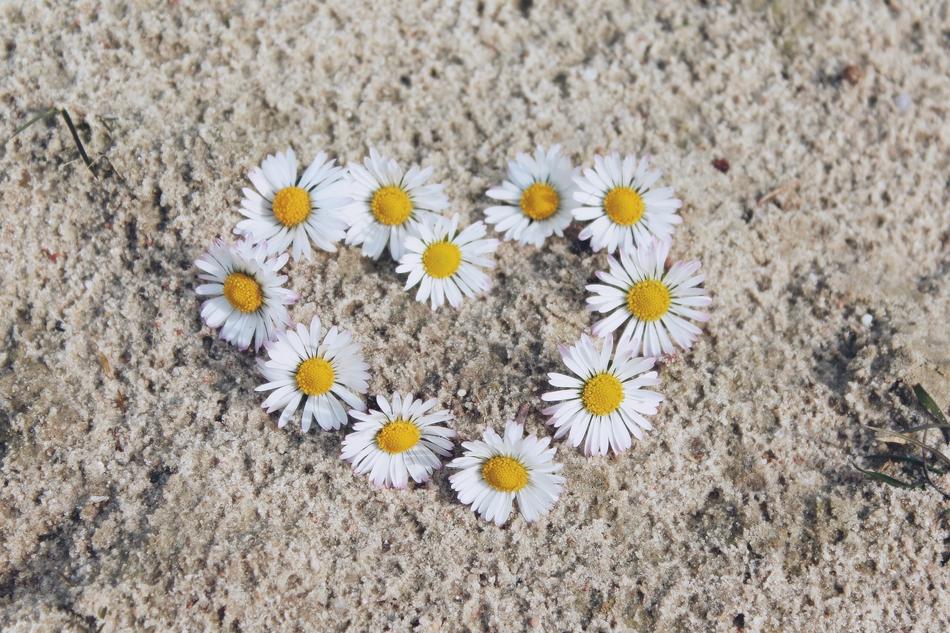 Daisy Flowers White