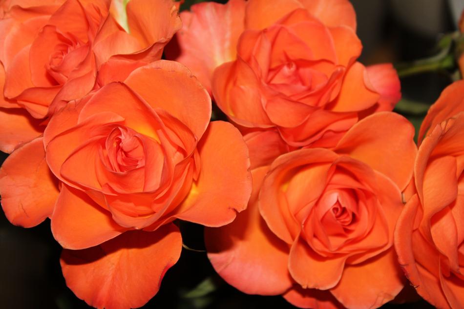 Flower Rose Head