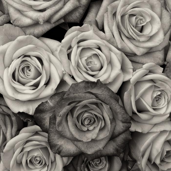 Roses Flower Love Black And
