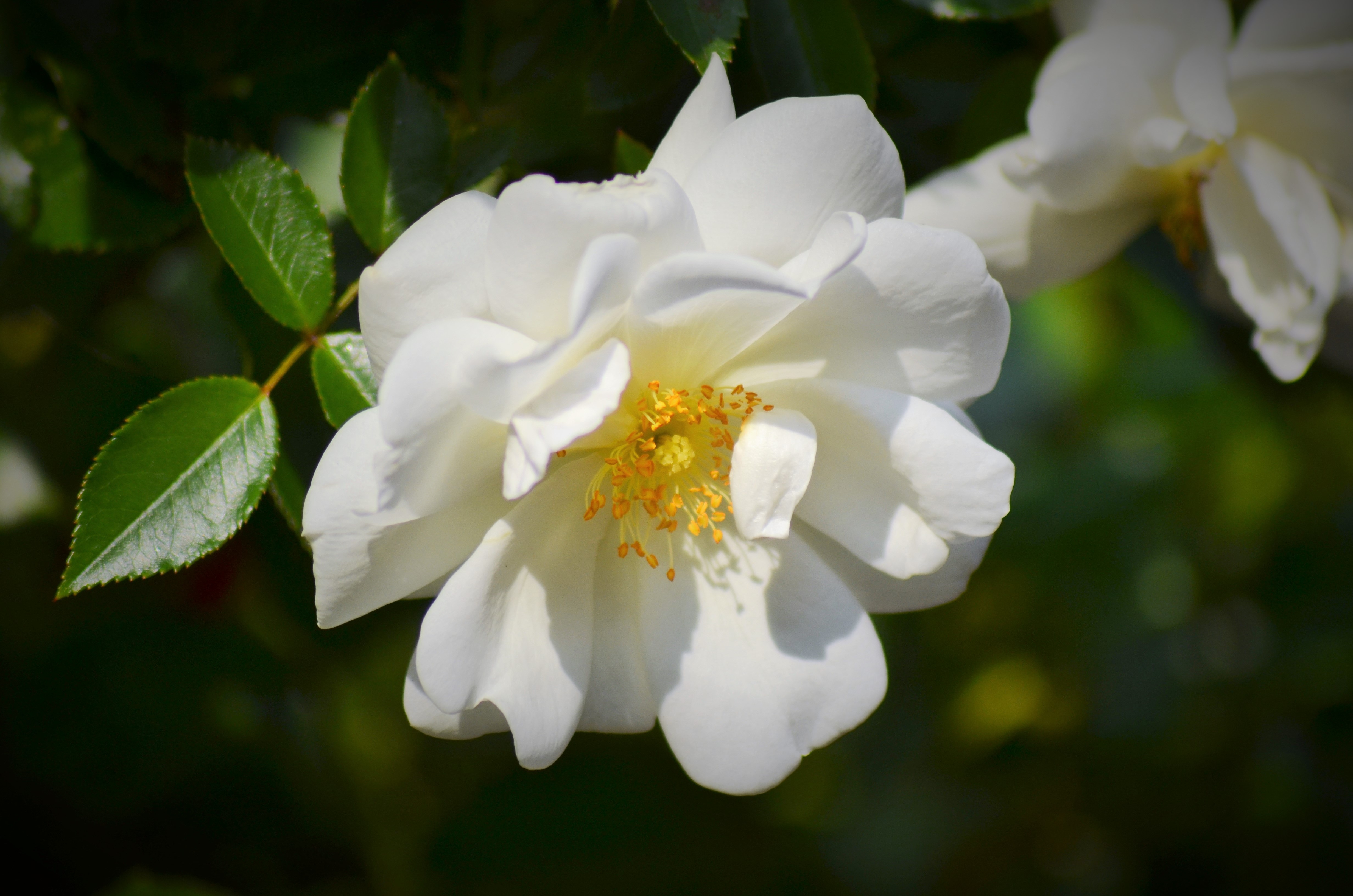 Роза с белыми лепестками и желтой серединой