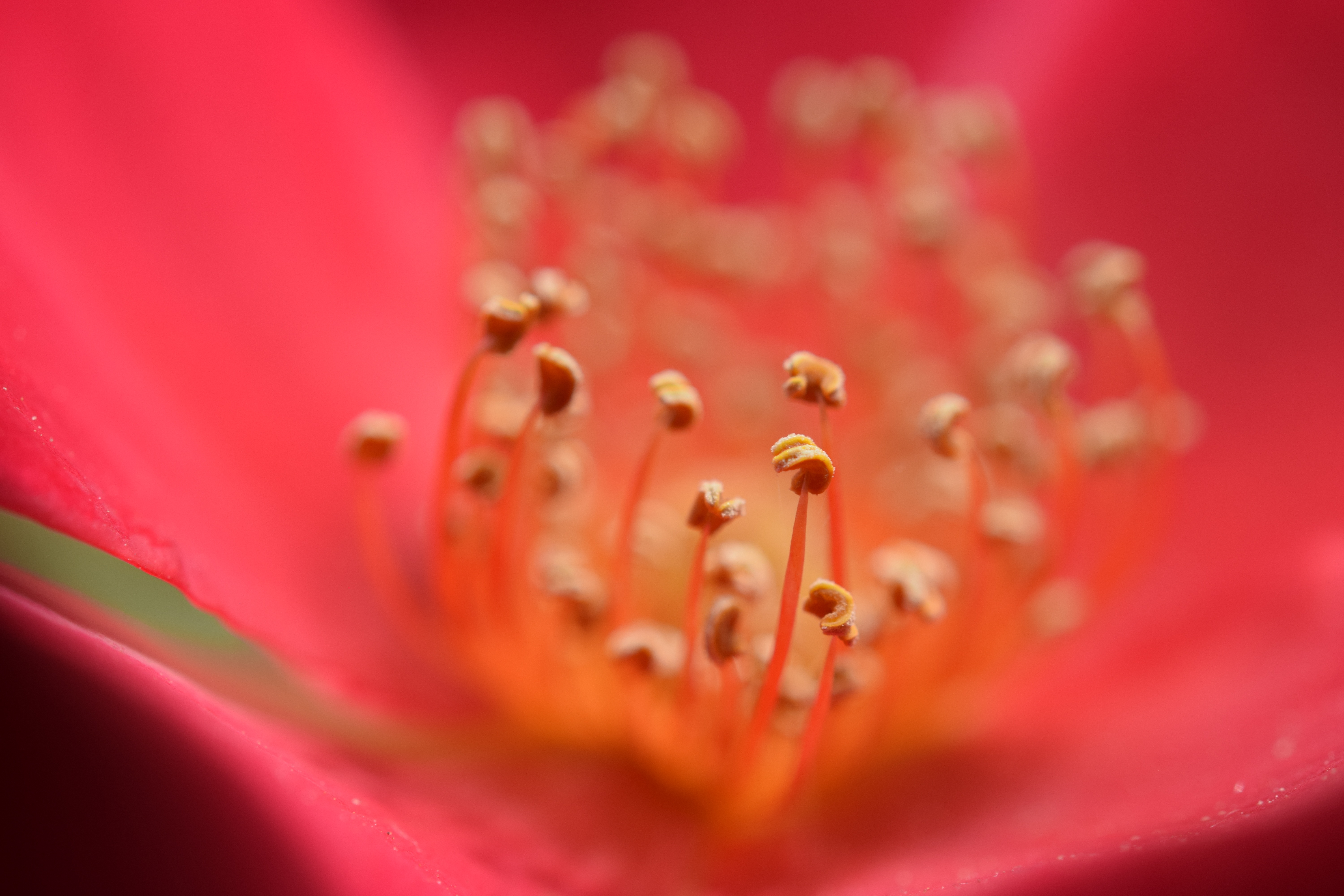 Растение красные тычинки розовые цветы