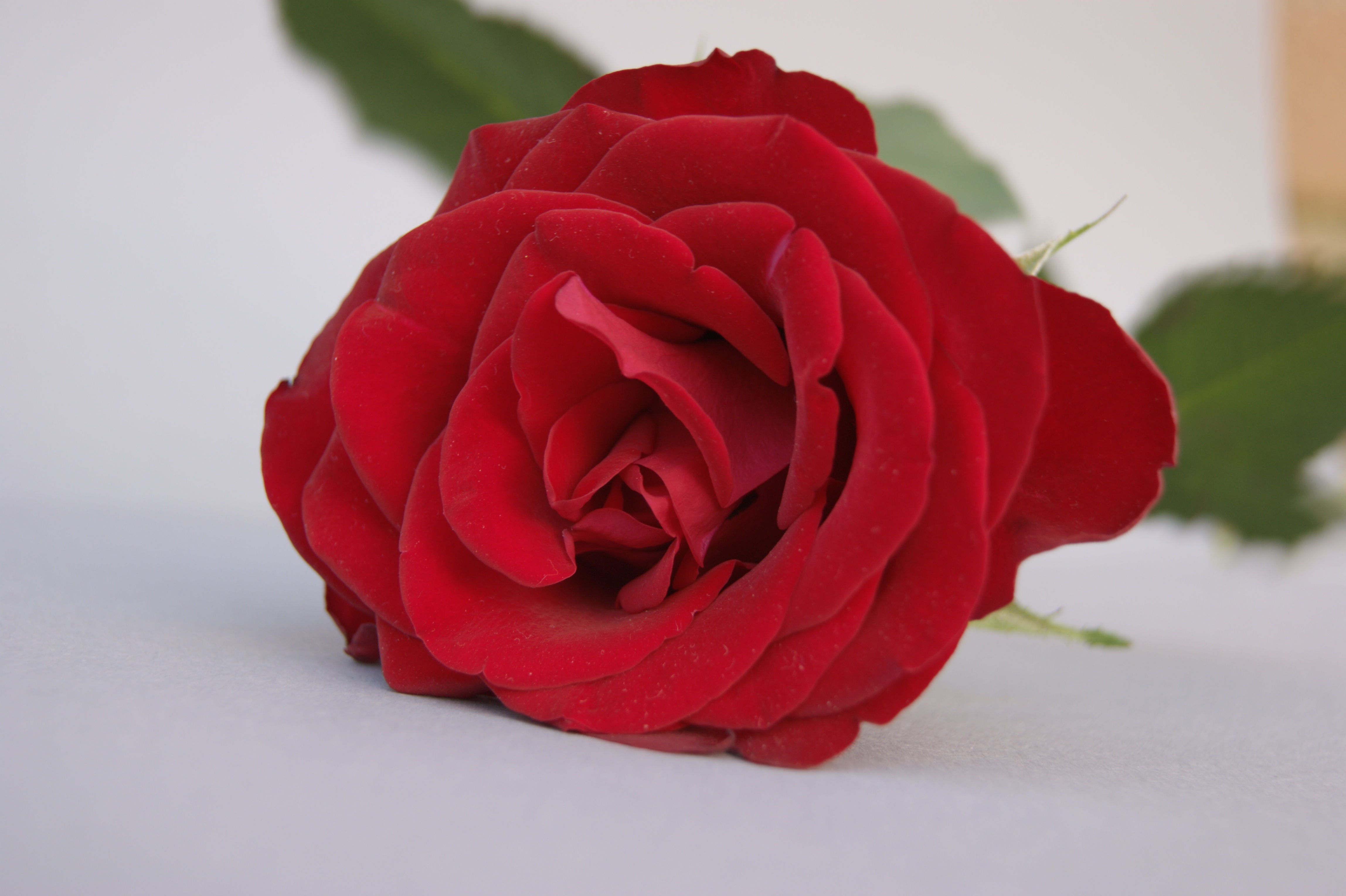 Rose Flower Love free image download