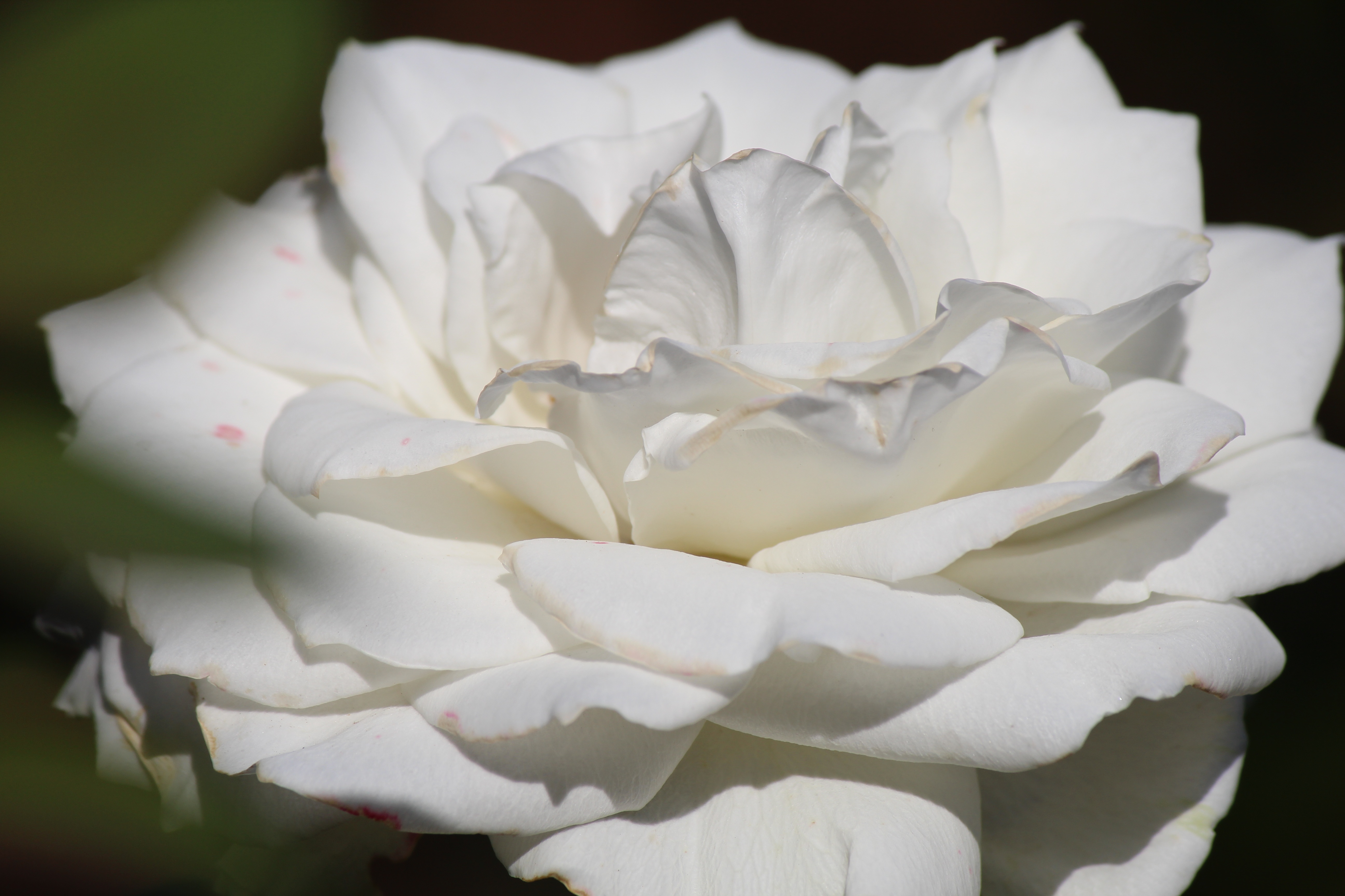 Фото белого цвета. Уайт Роуз. Белые цветы. Белая пышная роза. Роза белая пышными цветами.
