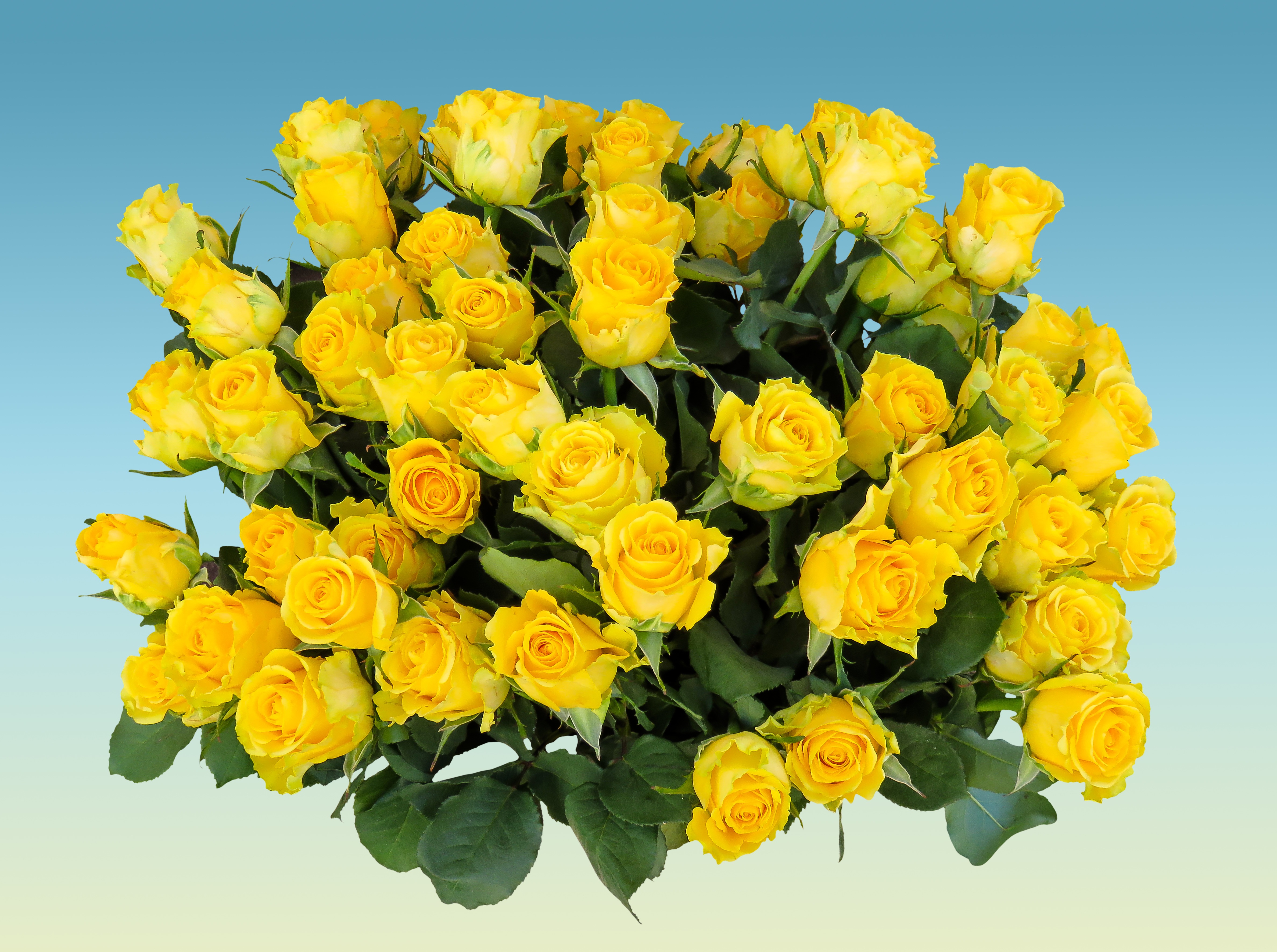 Огромный букет желтых. Желтые кустовые розы.