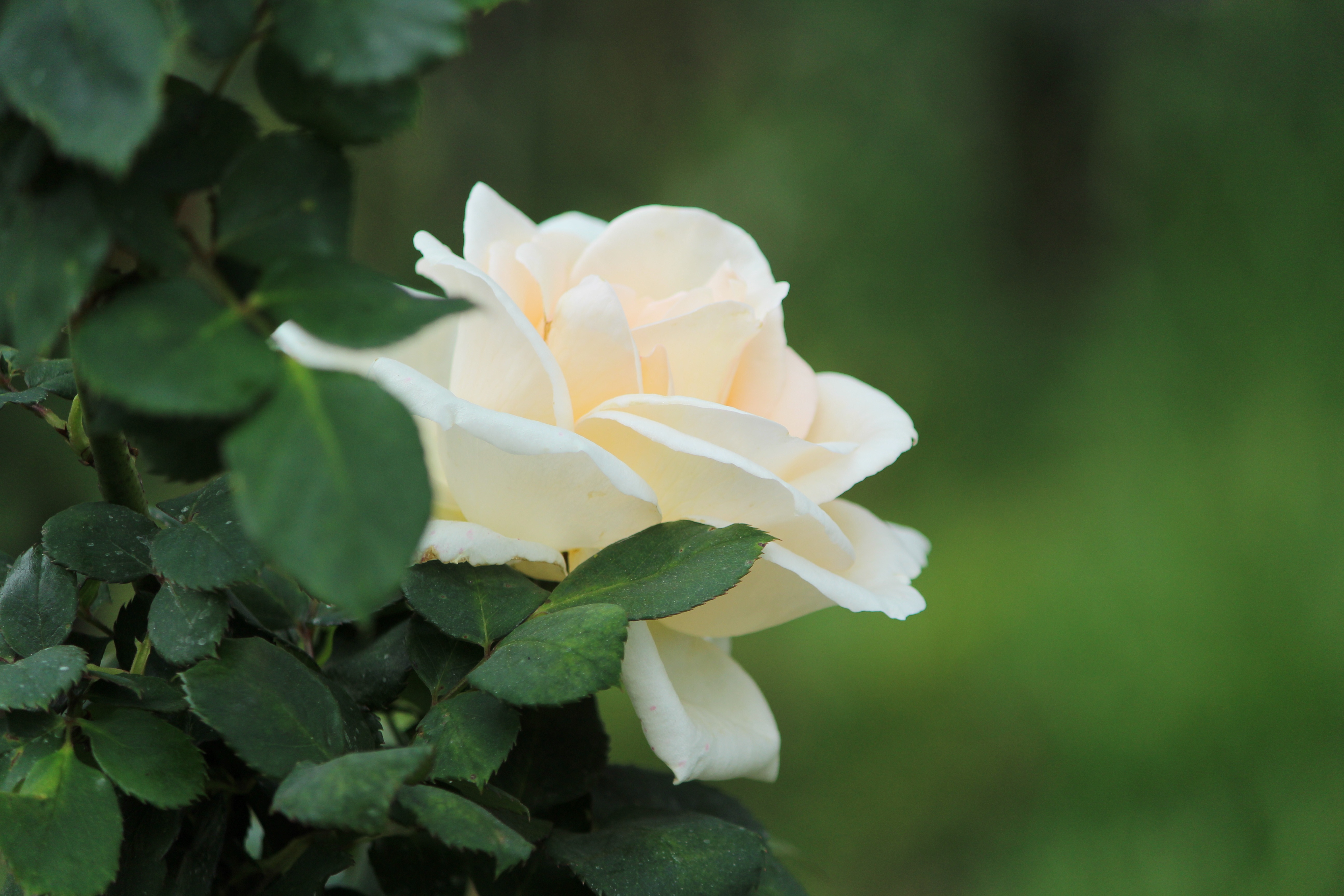 Красивые белые розы в природе