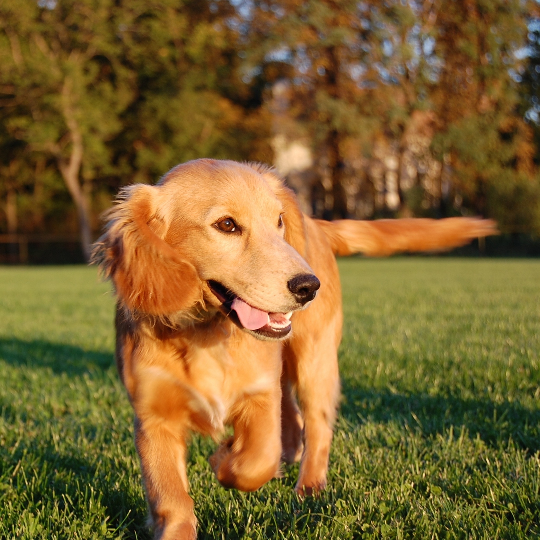 dog-running-run-free-image-download