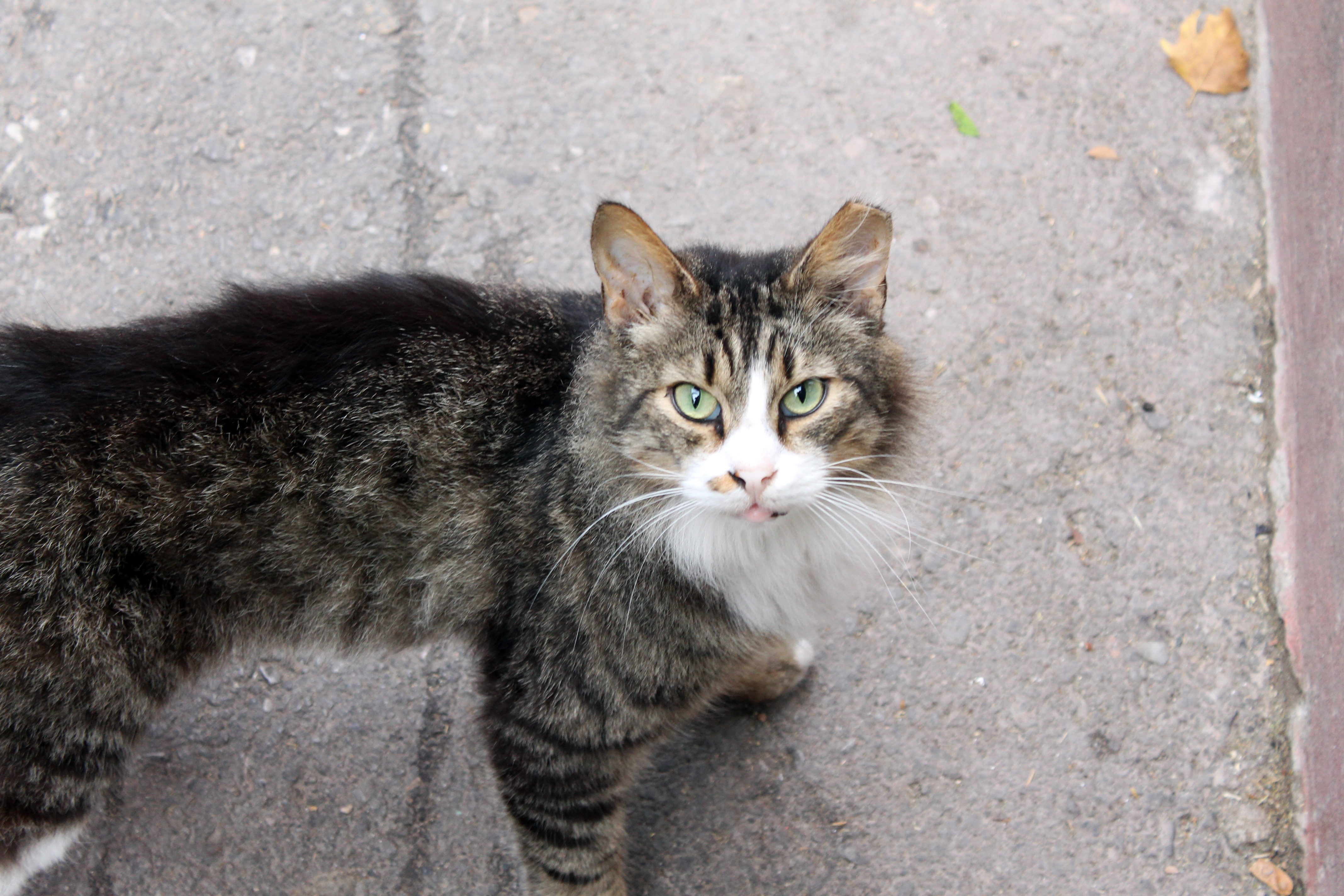 Уличные коты