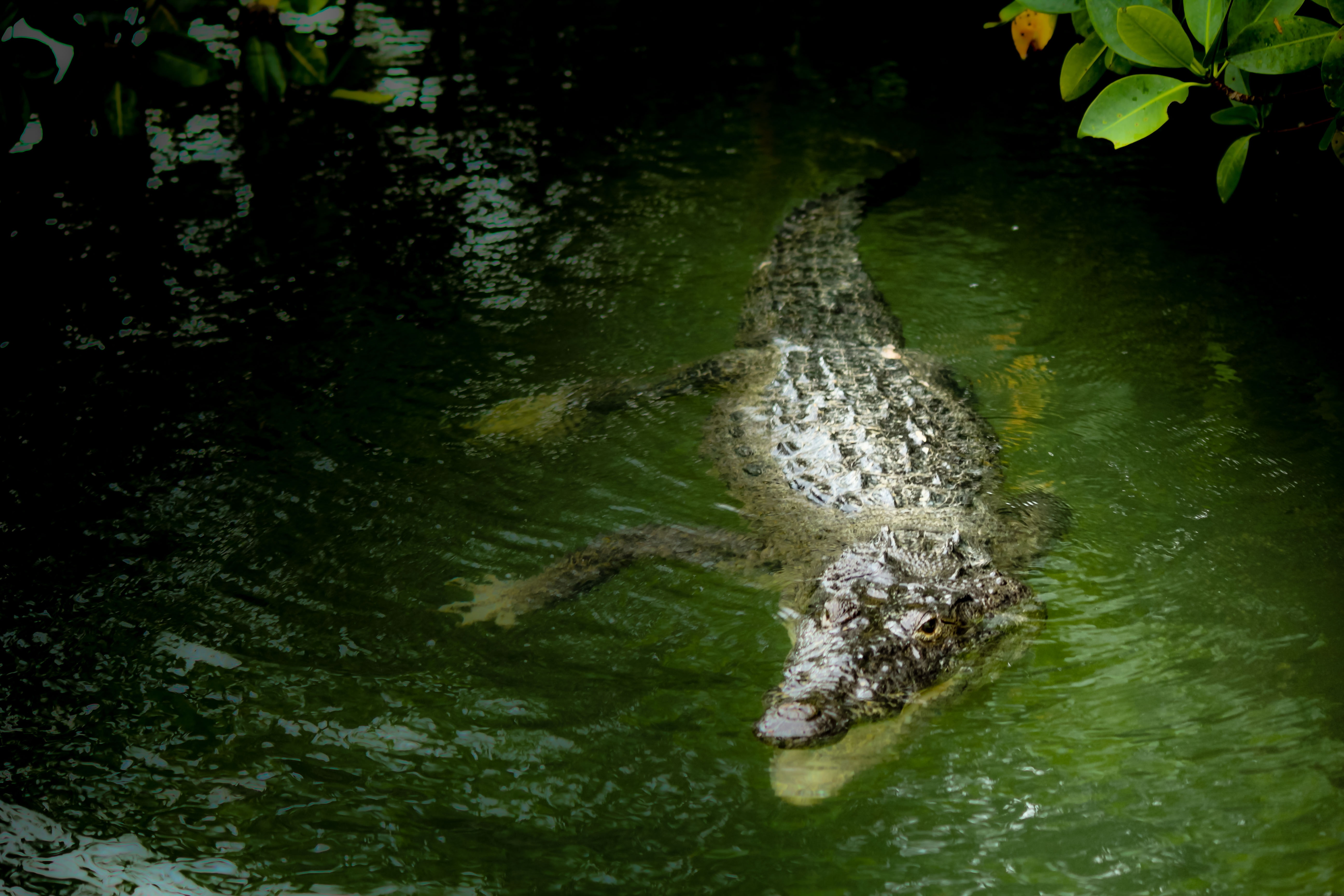 фото крокодил в реке