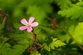 Ruprecht Herb Flower Blossom