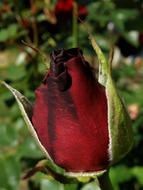 Bud Rose Flower