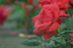 Flower Nature Plant