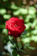 Flower Nature Rose