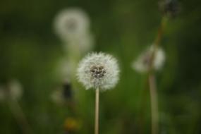 Dandelion Flowers Spring