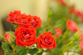 Rose Flower Petal