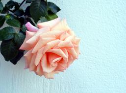 Rose Climbing Garden