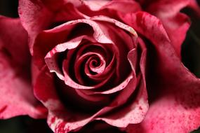 Rose Flower Petal