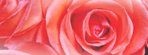 Rose Moist Blossom