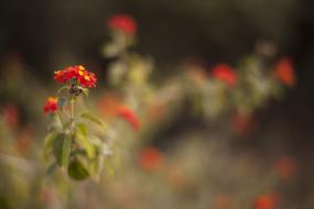 Flower Nature Plant