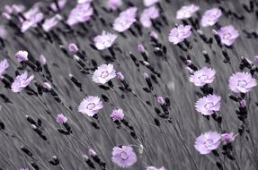 Flowers Flower Plants