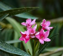 Pink Flower Garden