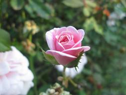 Rose Pink Flower