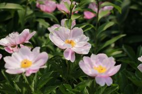 Noel Online Gift Shop Flowers