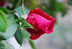 Flower Nature Leaf