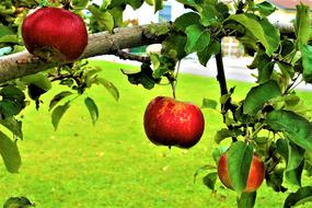 Sad Fruitful Apple Tree Apples