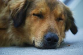 Portrait of the cute and beautiful, brown and black, sleeping dog