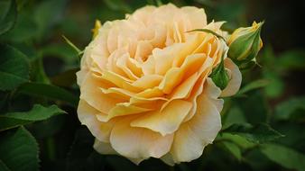 Golden Yellow Rose flower at garden