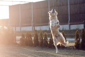 Golden Retriever Futrzak