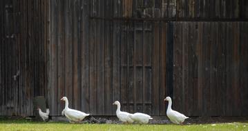 Single File Geese Theater Yard