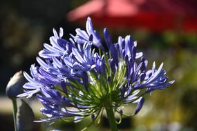 Agapanthus, inflorescence with Purple flowers close up