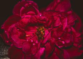 Flower Rose Petal