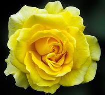 Rose Close Up Blossom