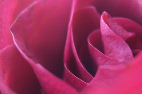 Rose Macro Flower
