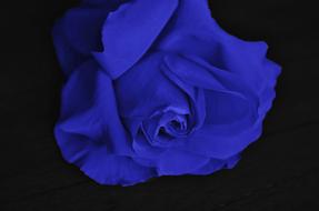 blue Rose Flower in dark