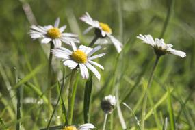 Daisies Grass Green