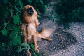 red pet dog on a chain