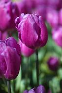 Flower Tulips Beautiful