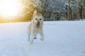 Dog Race Snow