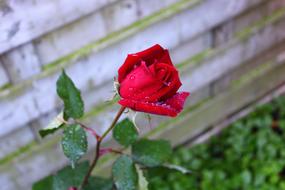 Red Rose Drops Bloem